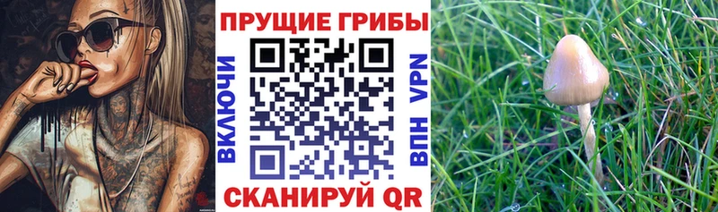 Псилоцибиновые грибы мухоморы  Тулун 